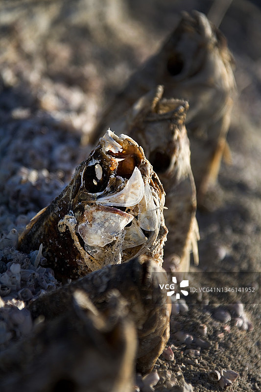 索尔顿海的死鱼，美国加利福尼亚州棕榈泉图片素材