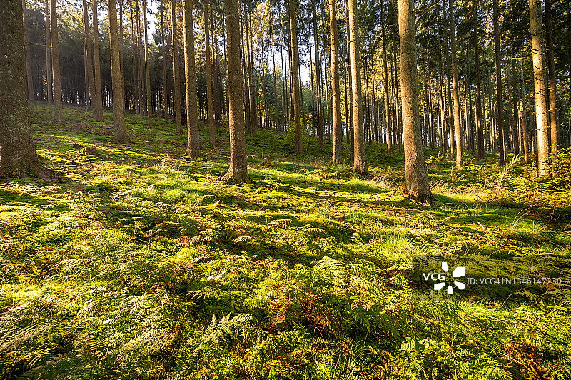 森林山丘上的树影图片素材