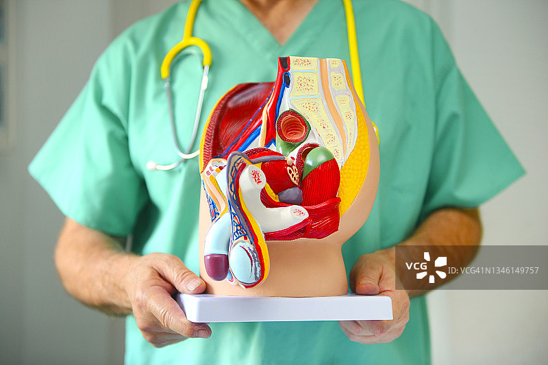 泌尿模型医生图片素材