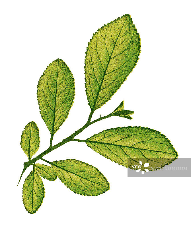 老式雕刻插图：黑刺李叶图片素材