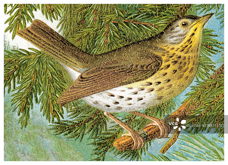 老式雕刻插图：鸟类学——歌鸫图片素材