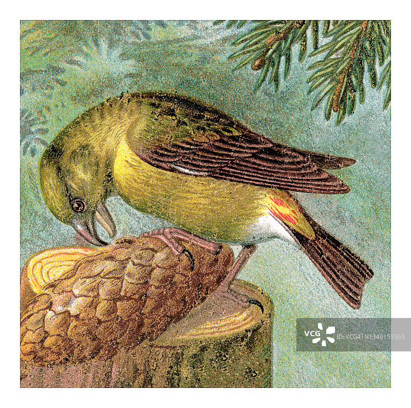 鸟类学-红交嘴雀老式雕刻插图图片素材