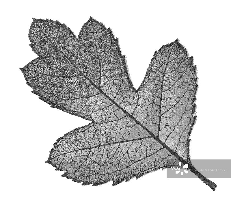 古老的雕刻画：山楂叶图片素材