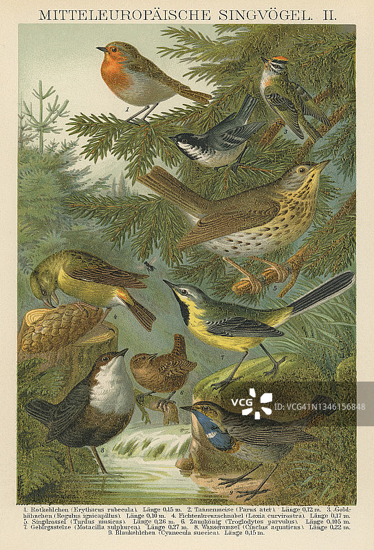 鸟类学 - 欧洲鸣禽古老雕刻插图图片素材