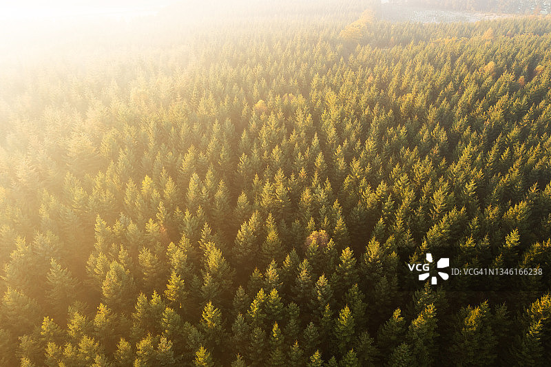 阳光明媚的森林航拍照片图片素材