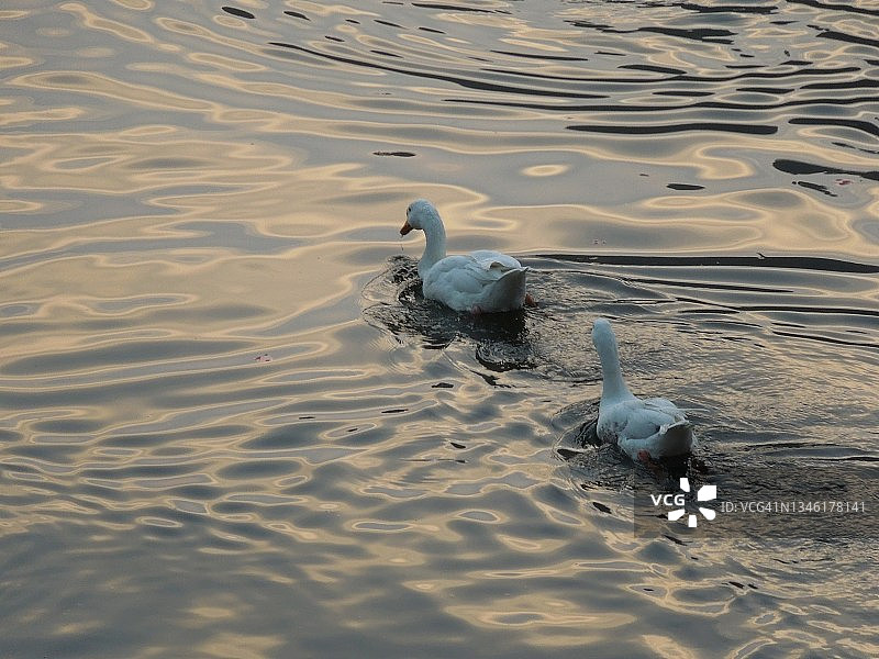 一对白色鸭子在湖水中嬉戏，金色日落！图片素材