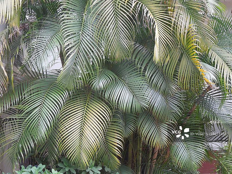 大型丛生散尾葵植物图片素材