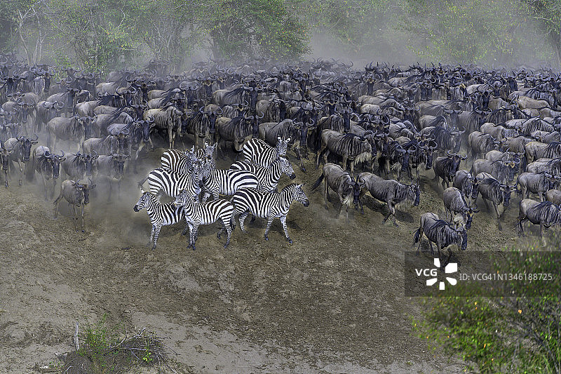 在非洲肯尼亚迁徙的角马和斑马图片素材