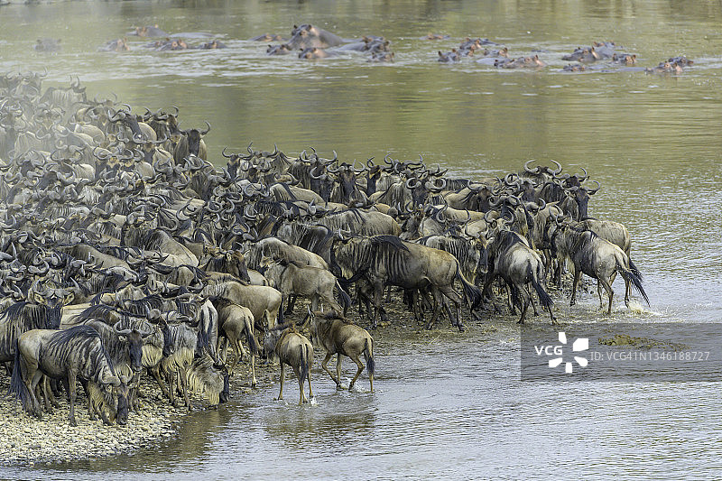 肯尼亚非洲的角马迁徙图片素材