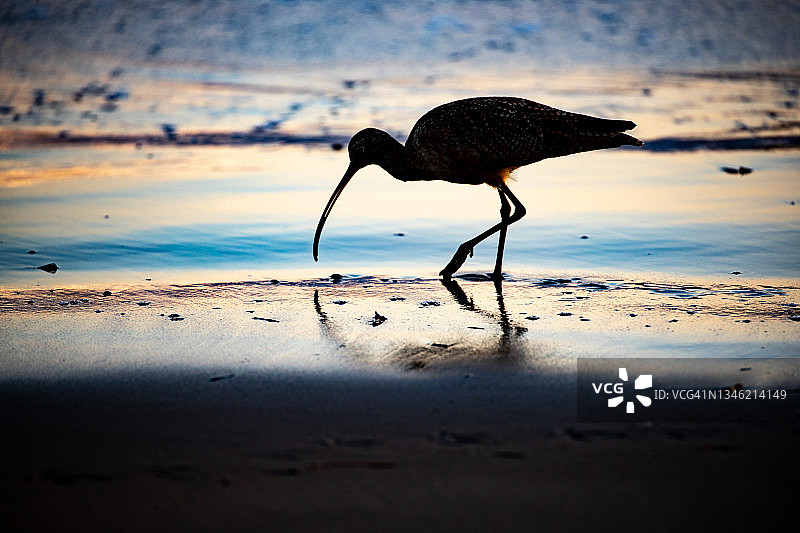 长嘴杓鹬图片素材