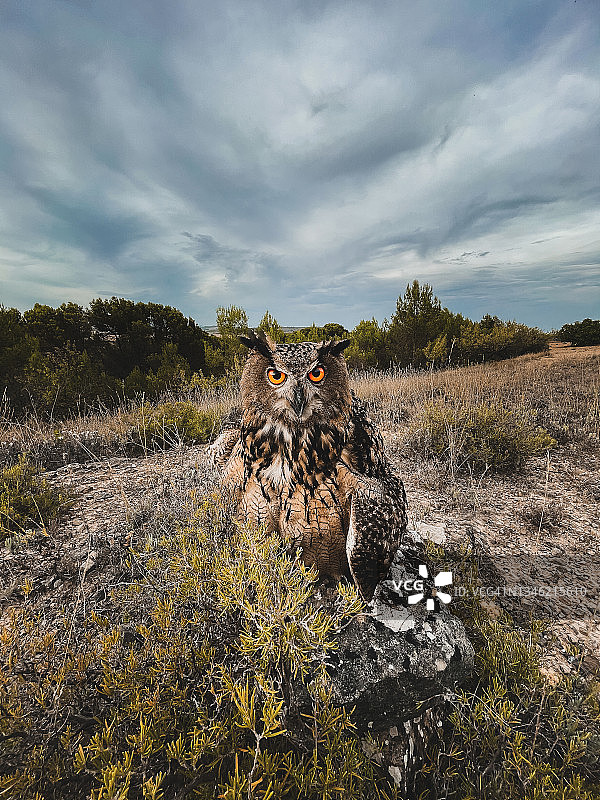 伊比利亚雕鸮肖像图片素材