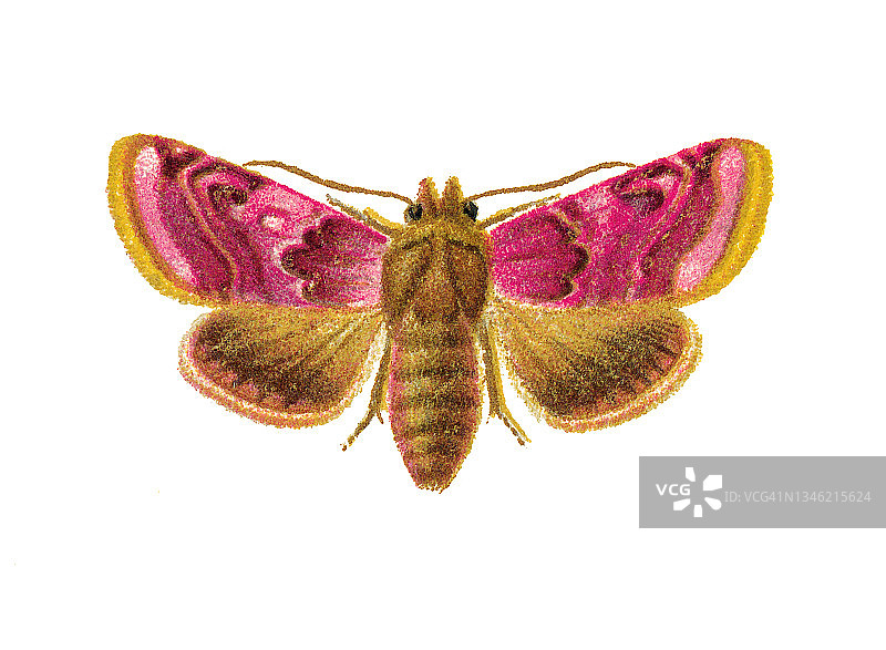 老式彩色石印插图：翠蓝夜蛾图片素材