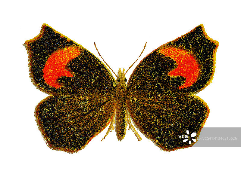 Pterodecta felderi蛾彩色石印插画图片素材