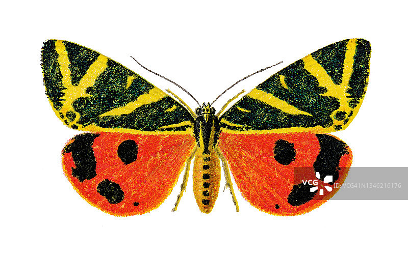 老式彩色石印插图：泽西虎蛾图片素材