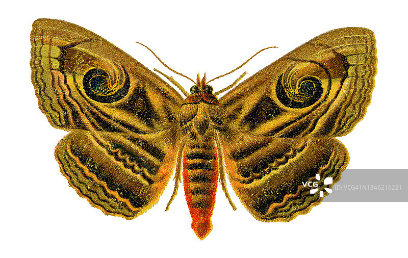 老式石版画螺旋纹夜蛾插图图片素材