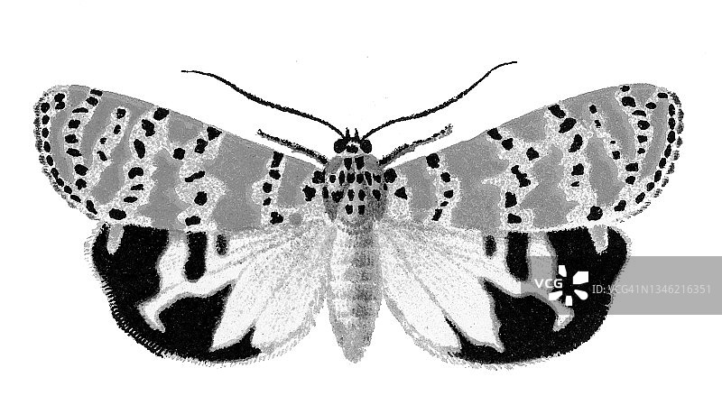 贝拉蛾的彩色石印插图图片素材