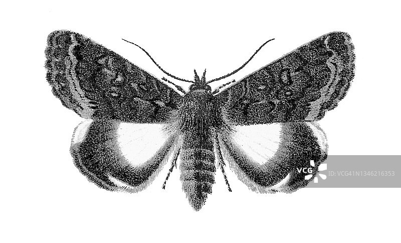 飞蛾老式彩色石印插图图片素材