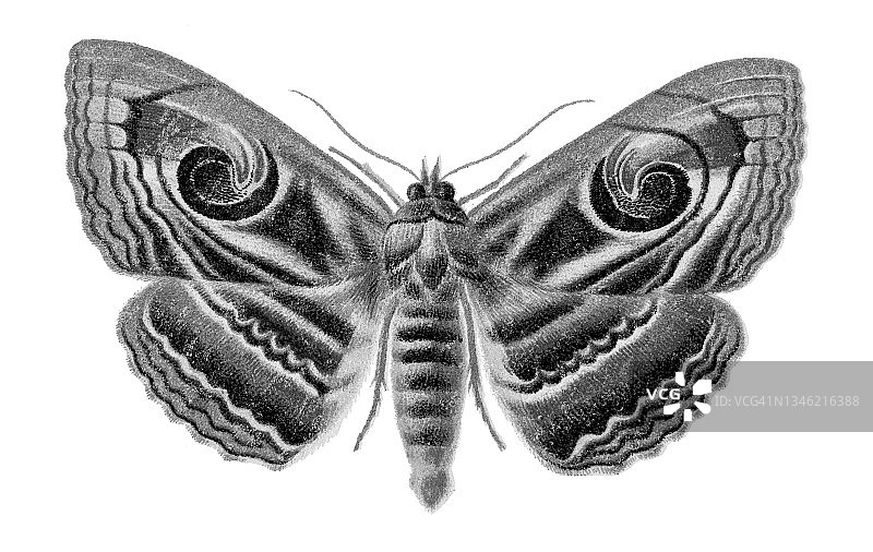 老式石版画螺旋纹夜蛾插图图片素材