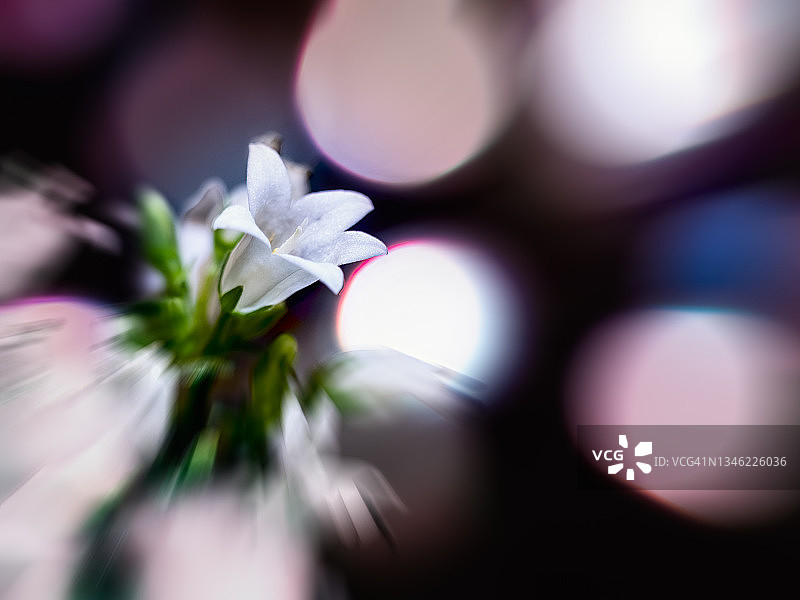 迷幻花朵图片素材