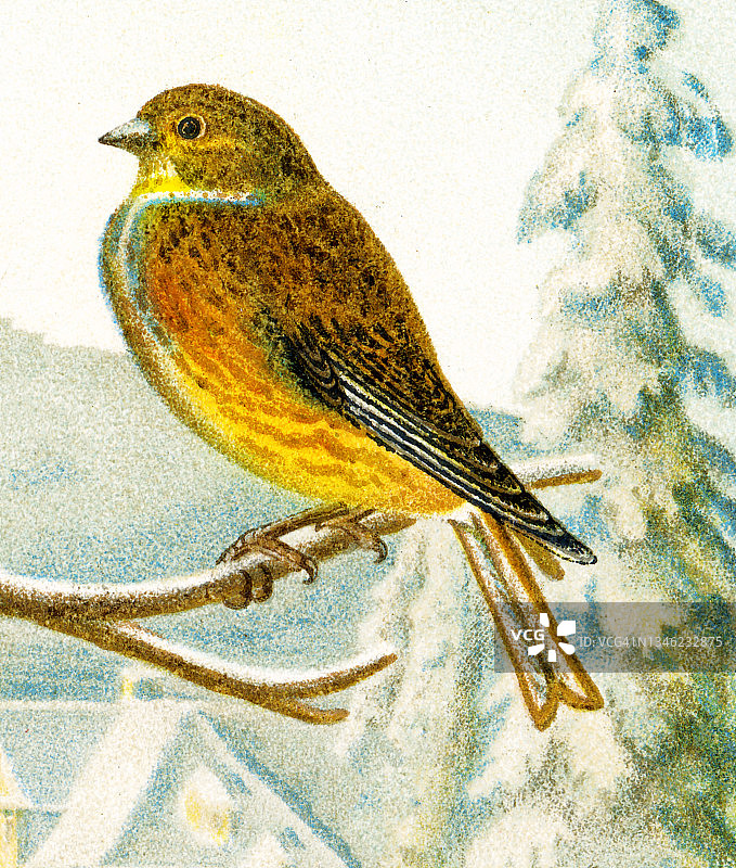 鸟类学的古老石版画 - 普通亚麻雀图片素材