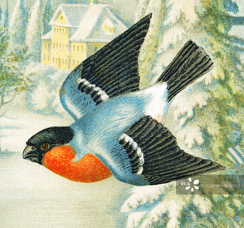 鸟类学：欧亚红腹灰雀古版画插图图片素材