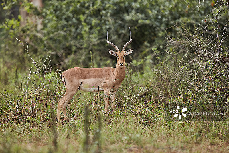 雄性黑斑羚图片素材