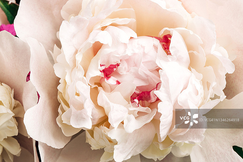 关闭的白色牡丹花瓣微距图片素材