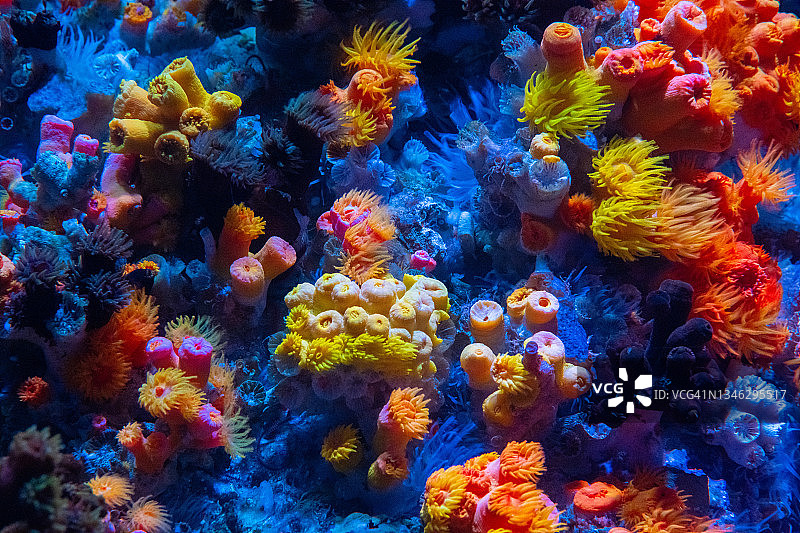 珊瑚礁图片素材