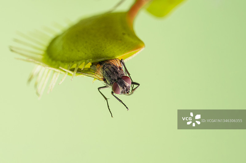 绿背景上的捕蝇草和苍蝇图片素材