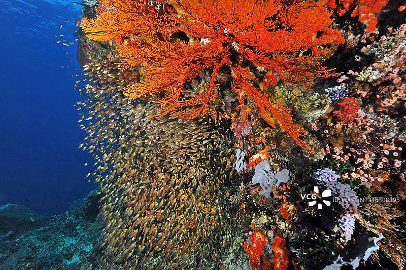 小扫帚鱼群和巨型海扇，印度尼西亚弗洛勒斯图片素材