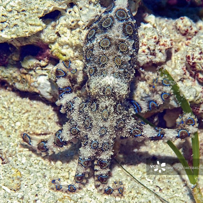 蓝环章鱼，太平洋，内格罗斯，菲律宾图片素材