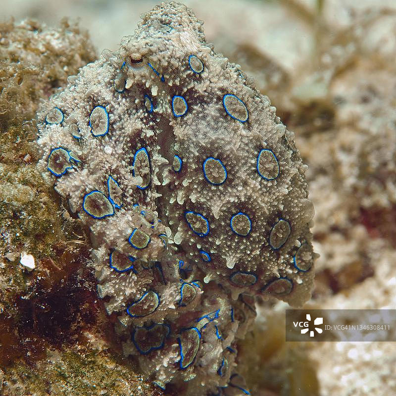 蓝环章鱼图片素材