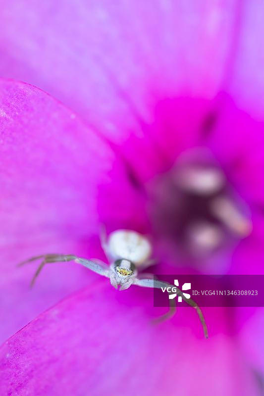 在福禄考花上等候的加拿大一枝黄花蟹蛛，德国黑森州图片素材
