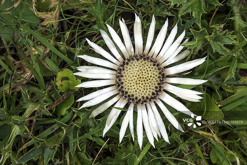 银蓟，德国巴伐利亚州阿尔高图片素材