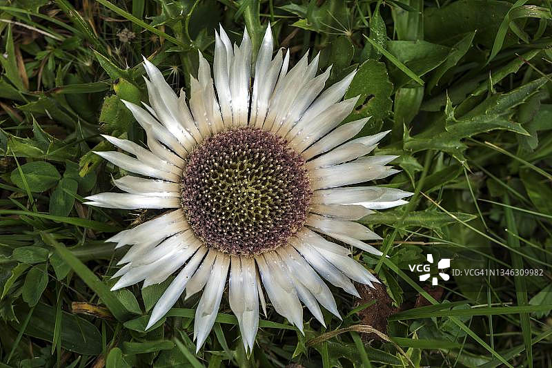银蓟（Carlina acaulis），开花，德国巴伐利亚阿尔高地区图片素材