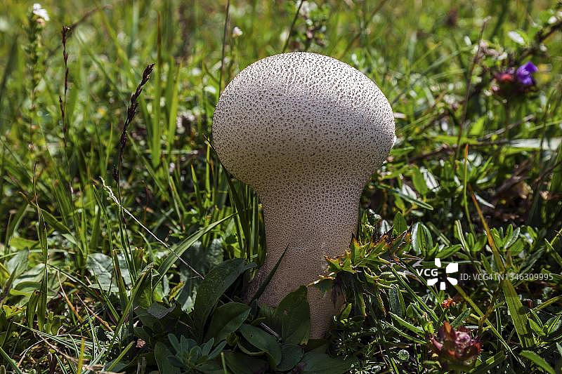 博莱特菌瓶(Lycoperdon perlatum),也称瓶博莱特菌,Oytal,靠近德国巴伐利亚阿尔高上奥伯斯多夫图片素材