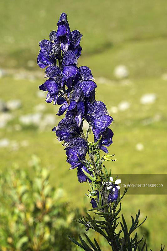 乌头花，上阿尔高，阿尔高，巴伐利亚，德国图片素材