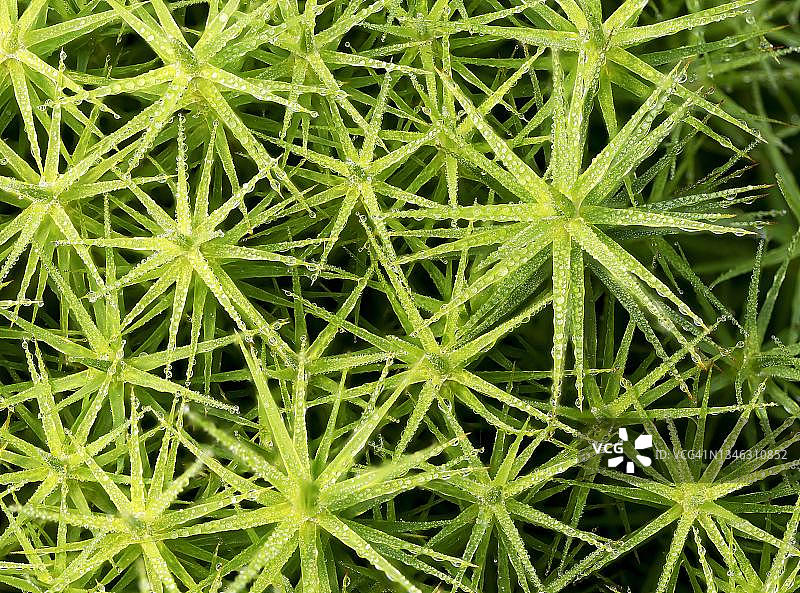 被晨露润湿的繁缕，德国北莱茵-威斯特法伦州图片素材