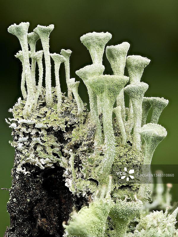 德国：树桩上岛屿状生长的杯状地衣图片素材