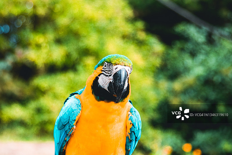 面向镜头的鹦鹉（又名蓝黄金金刚鹦鹉）图片素材