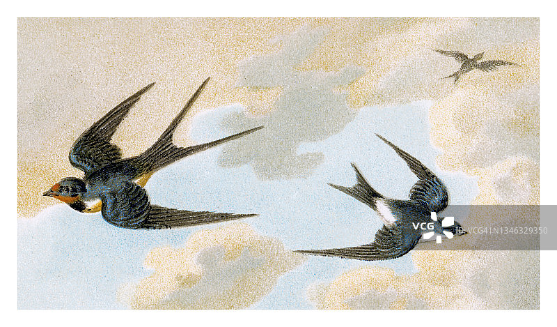典型燕子（燕科）古版画插图图片素材