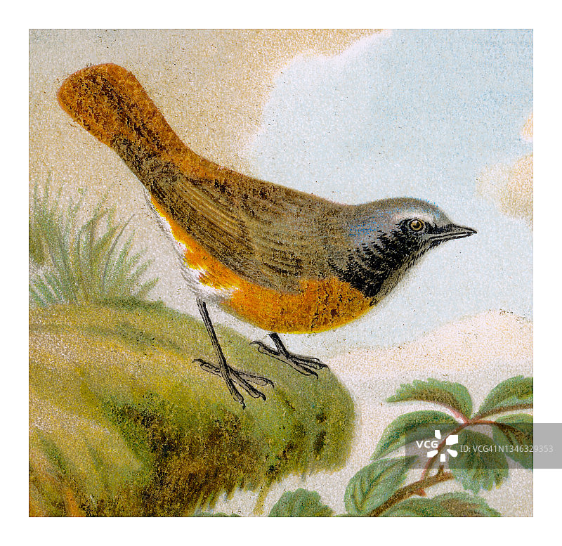 鸟类学古老雕刻插图：欧洲黑红尾鸲图片素材