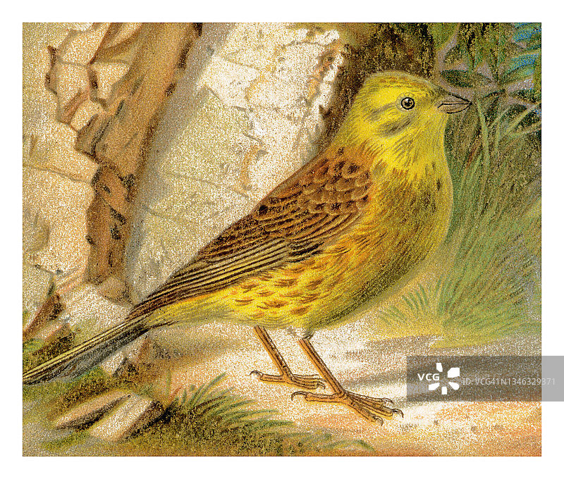 鸟类学古老雕刻插图-黄雀（Emberiza citrinella）图片素材
