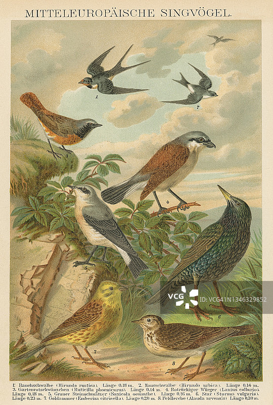 鸟类学 - 欧洲鸣禽古老雕刻插图图片素材