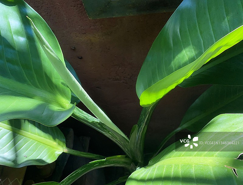 花叶万年青之美图片素材