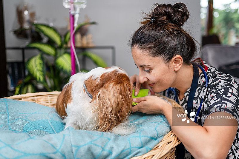 年轻女兽医检查查理士王小猎犬并用绷带包扎它的腿图片素材