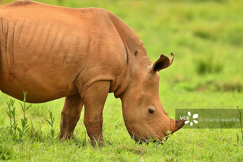 在南非野生动物摄影之旅中拍摄到的野生小犀牛图片素材