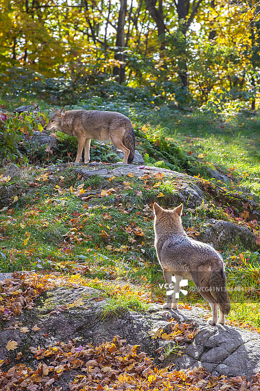 郊狼一对图片素材