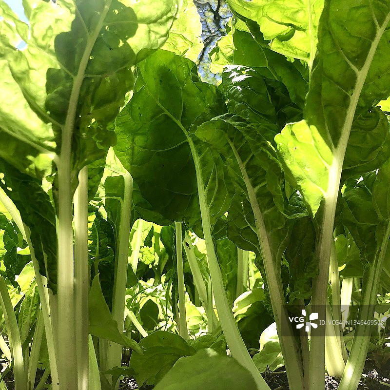 后院花园里的银甜菜图片素材