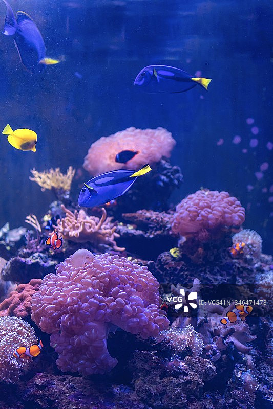 水族馆中的热带鱼和珊瑚特写图片素材
